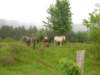 dscn0795_small.jpg