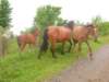 dscn0796_small.jpg