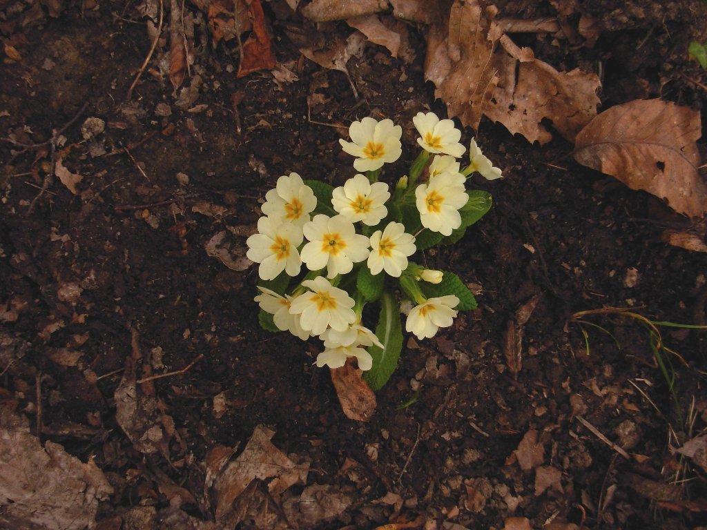 dscn1718.jpg