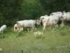 dsc01518_small.jpg