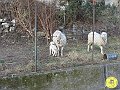 DSC02893