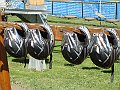 DSC05001
