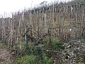 DSC05666