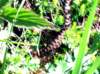 pratomollo009_small.jpg