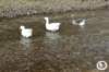 dsc03012_small.jpg
