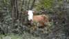 dscn1960_small.jpg