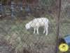 dsc02900_small.jpg