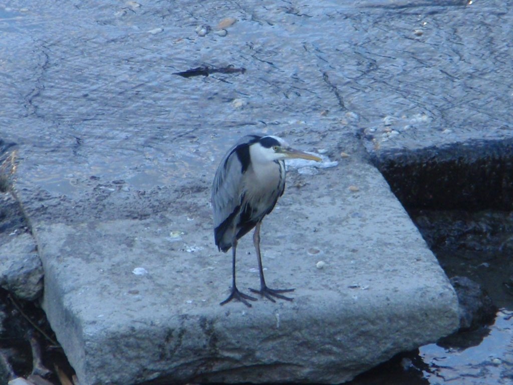 p4180002.jpg