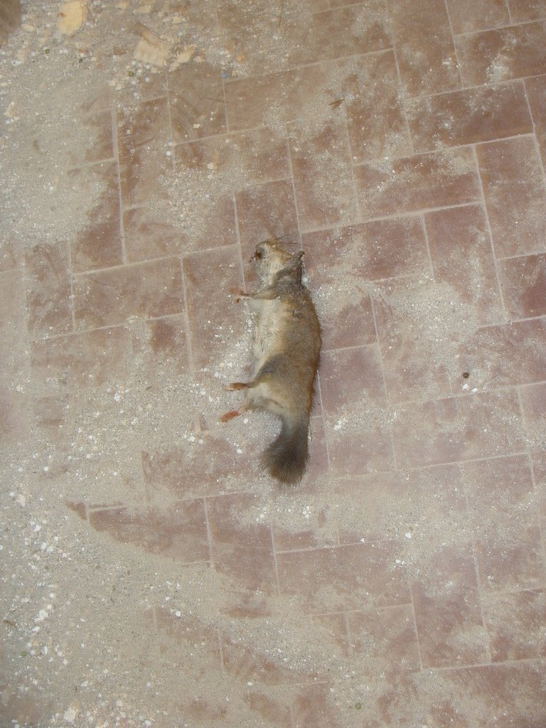 dsc05112.jpg
