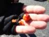 dsc05252_small.jpg