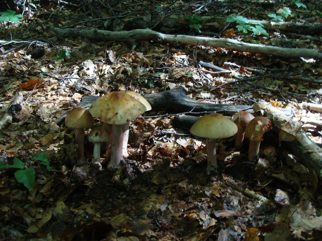 dsc05261.jpg