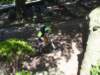 p6200272_small.jpg