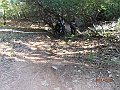 PA090117