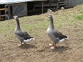 DSCN0964